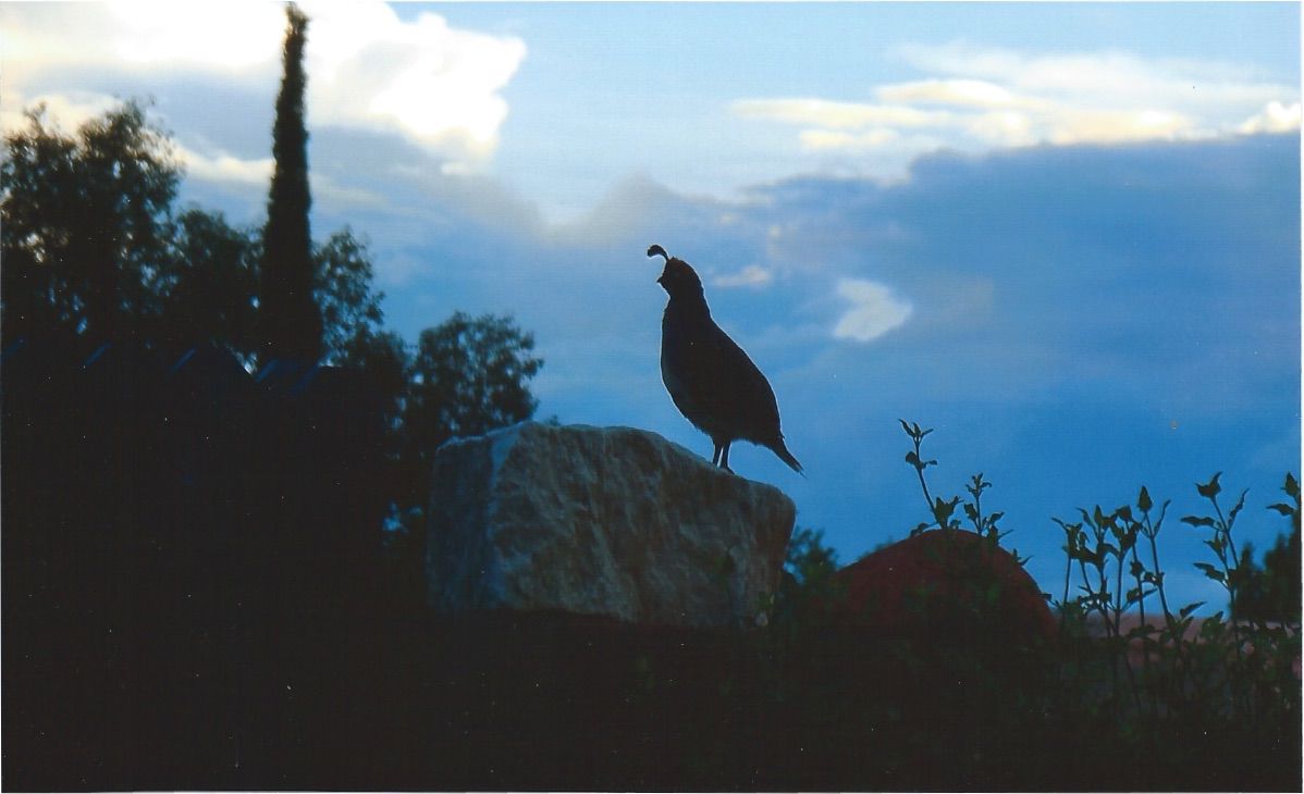 Quail in Vail